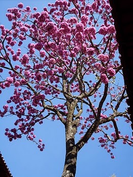 Ipê rosa